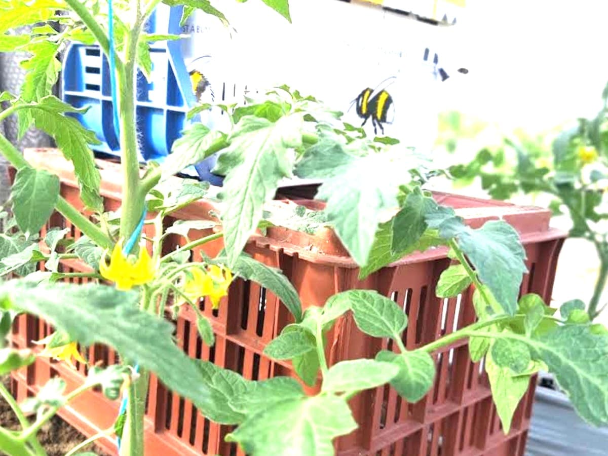 From the farm: hands with a crate of tomatoes between the rows