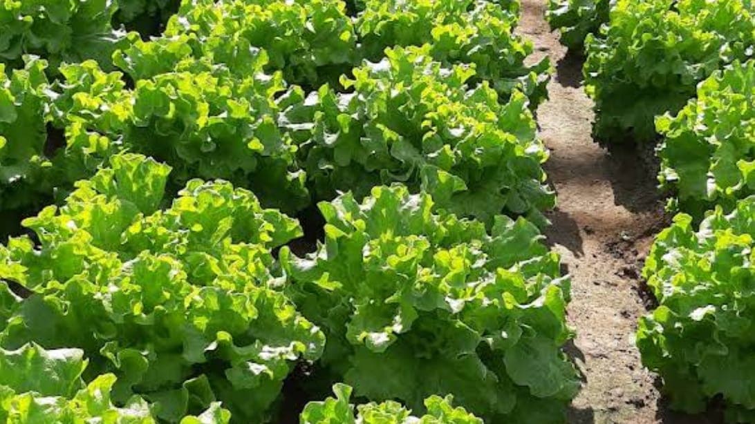 From the farm: inside the greenhouse